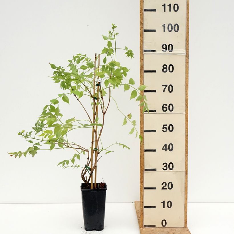 Exemplar von Campsis tagliabuana Golden Trumpet - Große Klettertrompete Topf mit 3L/4L wie im Sommer geliefert