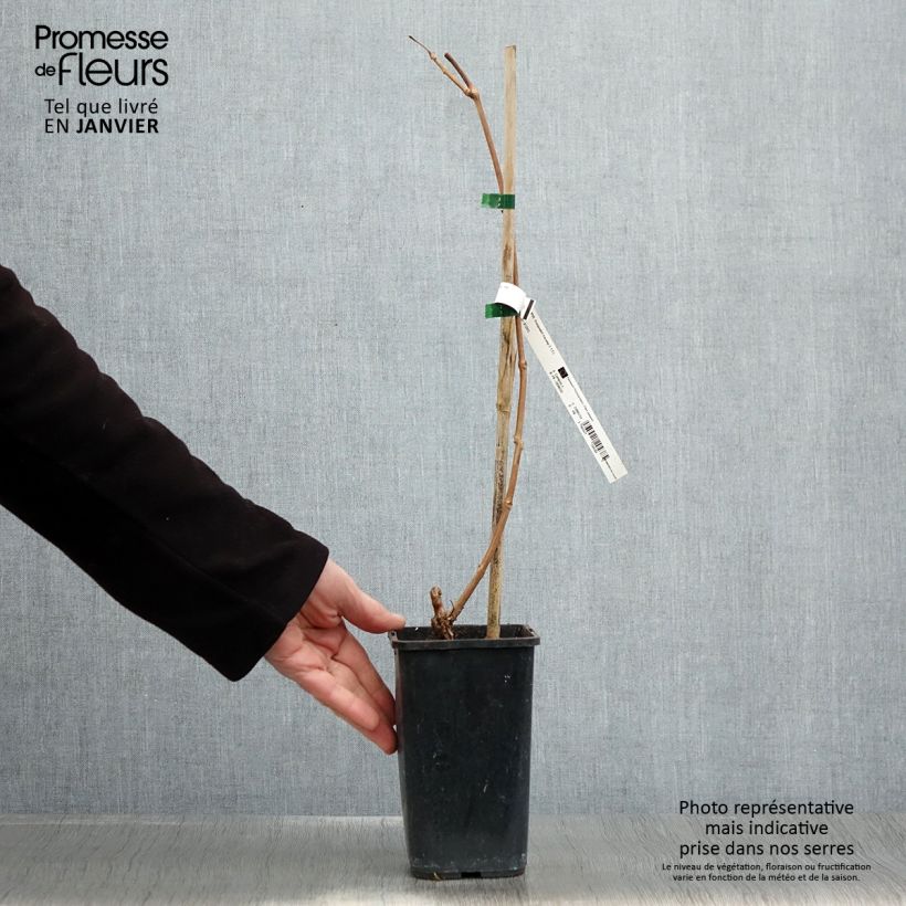 Exemplar von Campsis tagliabuana Orangeade - Große Klettertrompete Topf mit 1,5L/2L wie im Winter geliefert