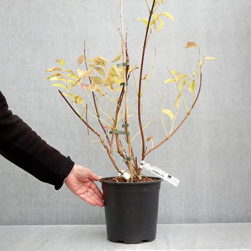 Exemplar von Campsis tagliabuana Orangeade - Große Klettertrompete Topf mit 6L/7L wie im Herbst geliefert