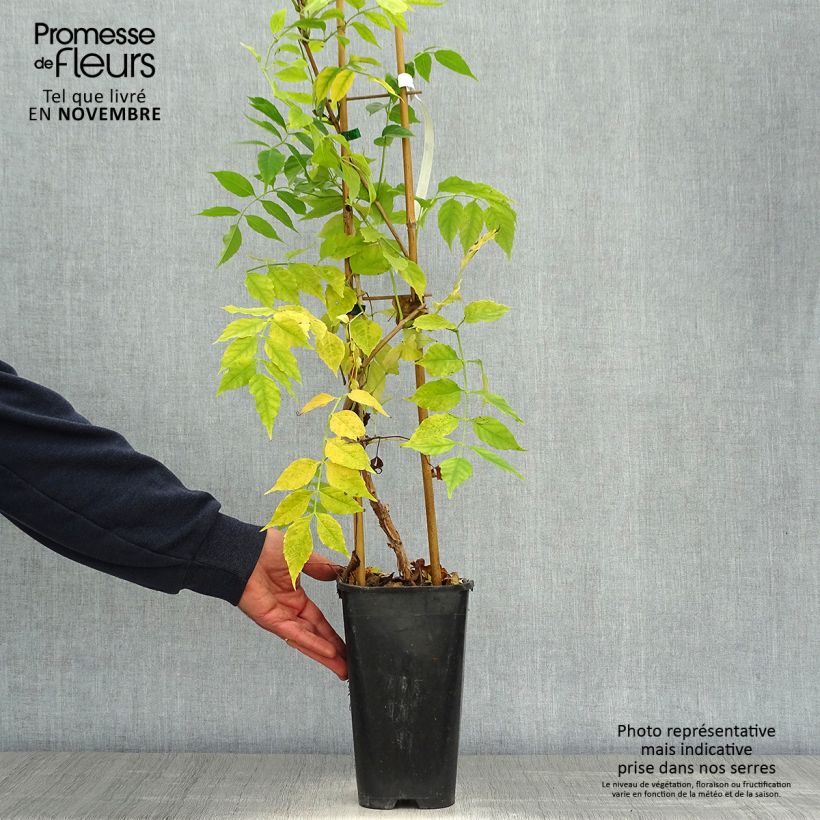 Exemplar von Campsis radicans Atropurpurea - Amerikanische Klettertrompete Topf mit 2L/3L wie im Herbst geliefert