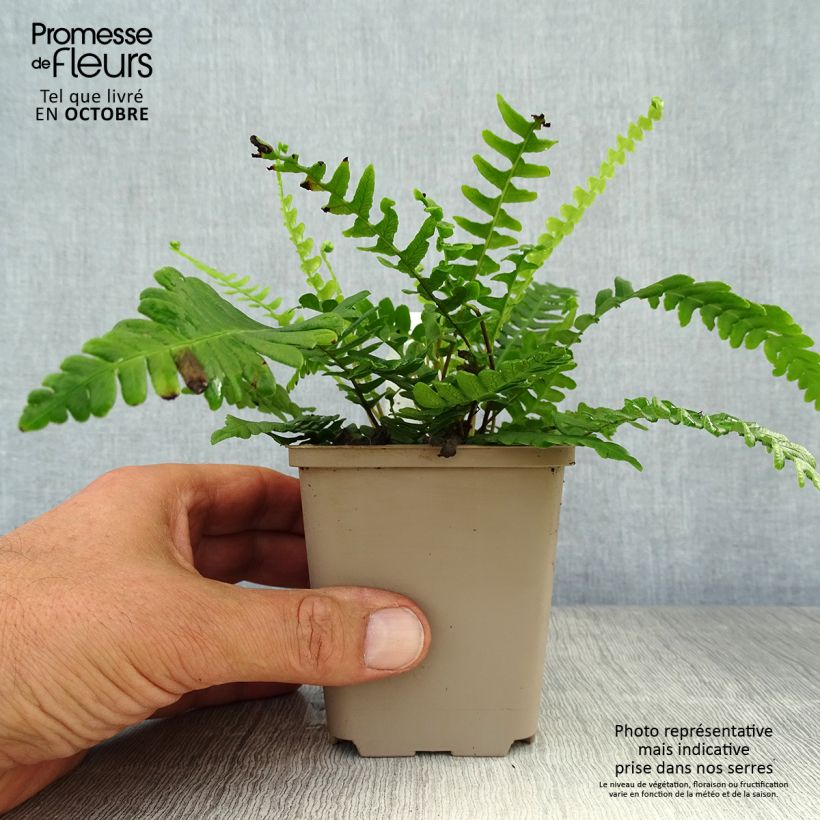Exemplar von Blechnum spicant - Rippenfarn Kleine Töpfe von 8/9 cm wie im Herbst geliefert