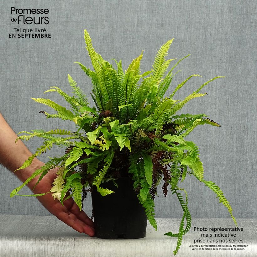 Exemplar von Blechnum spicant - Rippenfarn Topf mit 2L/3L wie im Herbst geliefert