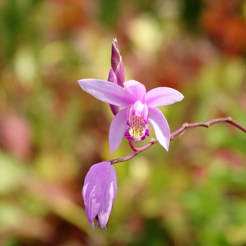 Bletilla Penway Paris - Japanorchidee (Blüte)