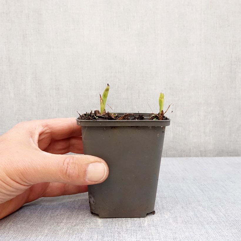 Exemplar von Bletilla Penway Paris - Japanorchidee Kleine Töpfe von 8/9 cm wie im Frühjahr geliefert