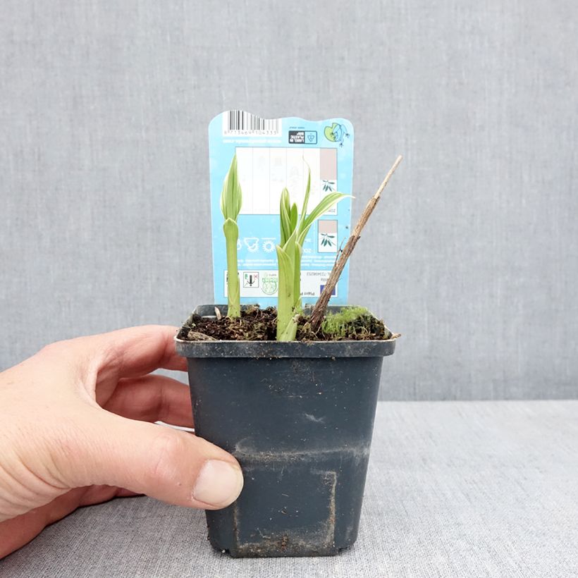 Exemplar von Bletilla striata Alba - Japanorchidee Kleine Töpfe von 8/9 cm Kaliber/Größe I wie im Frühjahr geliefert