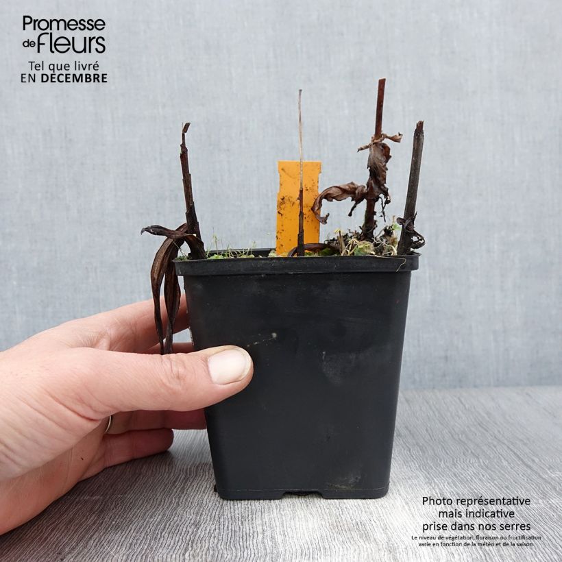 Exemplar von Bletilla striata Alba - Japanorchidee Topf mit 1L/1,5L wie im Winter geliefert