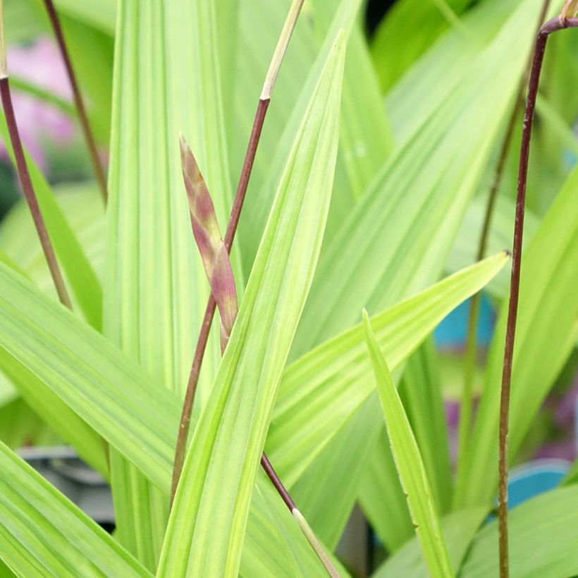 Bletilla striata - Japanorchidee (Laub)