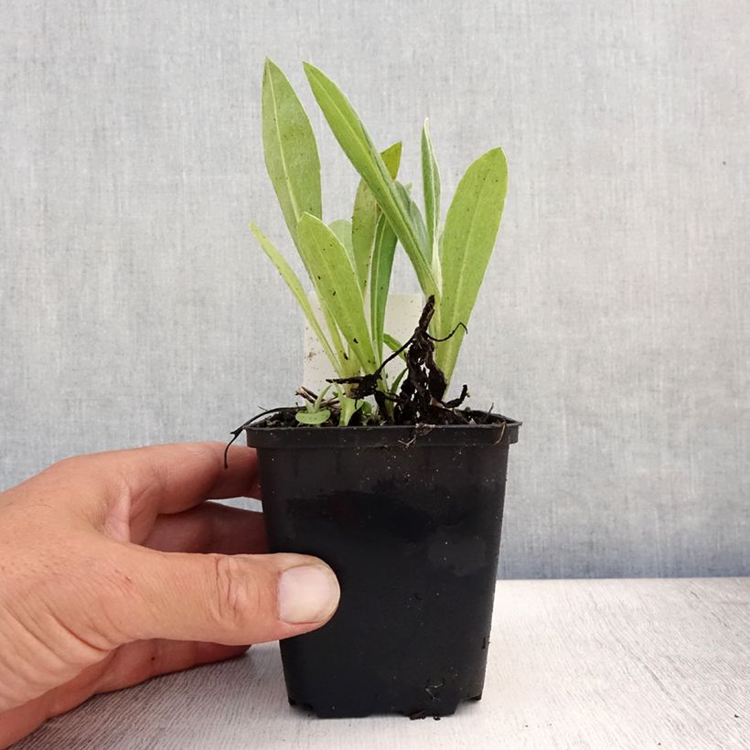 Exemplar von Berg-Flockenblume Coerulea - Centaurea montana Kleine Töpfe von 8/9 cm wie im Sommer geliefert