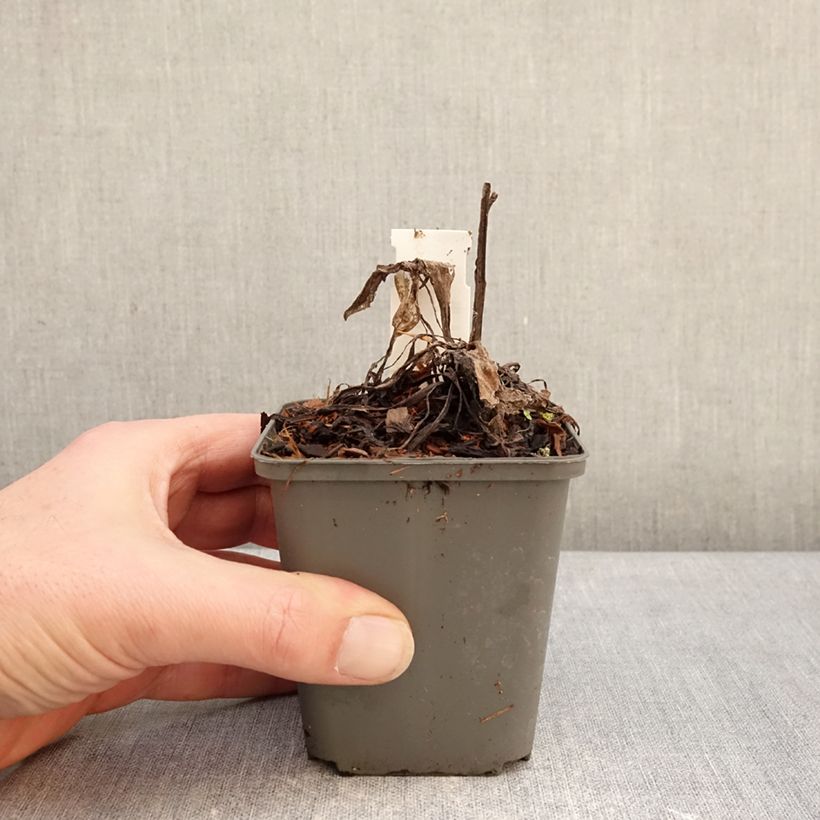 Exemplar von Berg-Flockenblume Violetta - Centaurea montana Kleine Töpfe von 8/9 cm wie im Winter geliefert