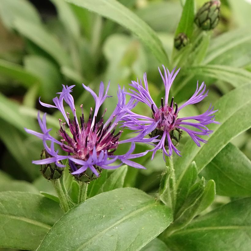 Berg-Flockenblume - Centaurea montana (Blüte)
