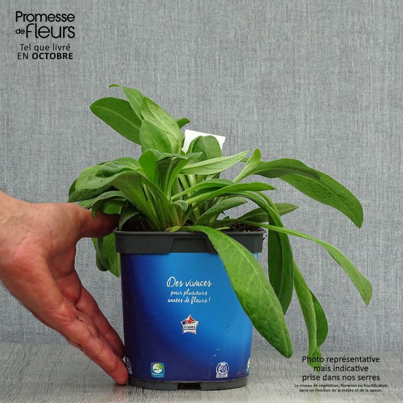 Exemplar von Berg-Flockenblume - Centaurea montana Topf mit 2L/3L wie im Herbst geliefert