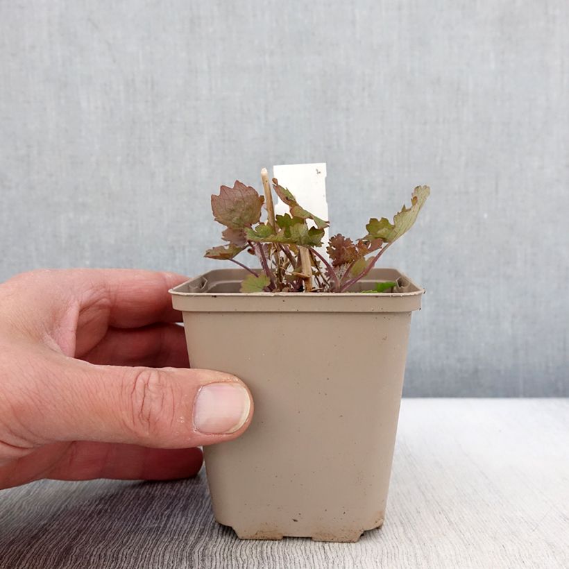 Exemplar von Macleaya cordata Flamingo - Weißer Federmohn Kleine Töpfe von 8/9 cm wie im Frühjahr geliefert