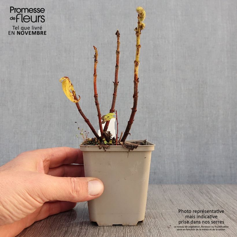 Exemplar von Boehmeria biloba - Chinagras Kleine Töpfe von 8/9 cm wie im Herbst geliefert