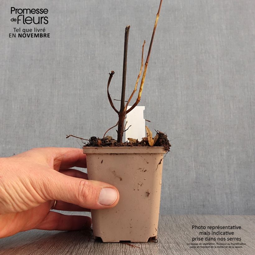 Exemplar von Boehmeria platanifolia - Chinagras Kleine Töpfe von 8/9 cm wie im Herbst geliefert