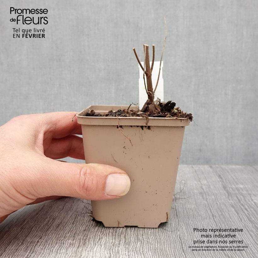 Exemplar von Boehmeria platanifolia - Chinagras Kleine Töpfe von 8/9 cm wie im Winter geliefert