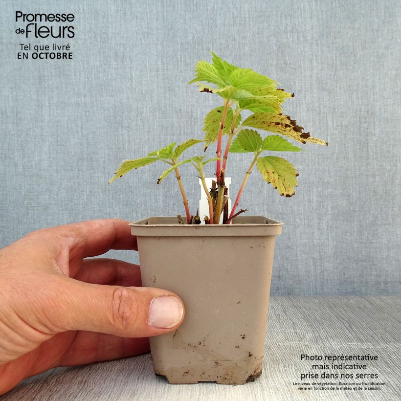 Exemplar von Boehmeria sieboldiana - Chinagras Kleine Töpfe von 8/9 cm wie im Herbst geliefert