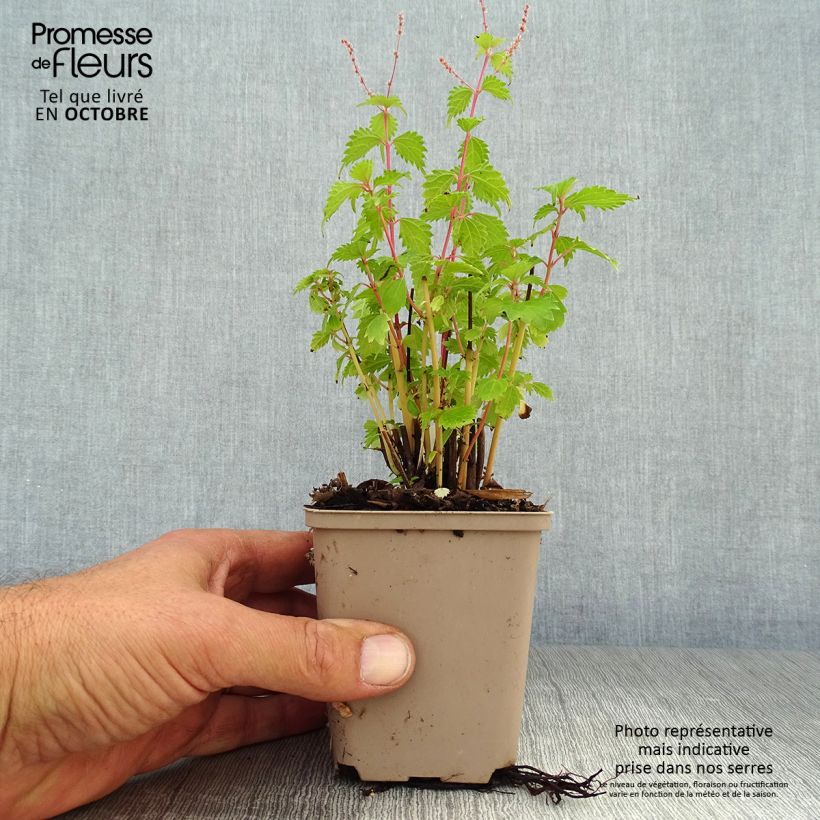 Exemplar von Boehmeria spicata - Chinagras Kleine Töpfe von 8/9 cm wie im Herbst geliefert