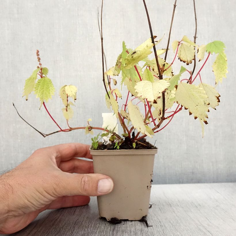 Exemplar von Boehmeria tricuspis - Chinagras Kleine Töpfe von 8/9 cm wie im Herbst geliefert