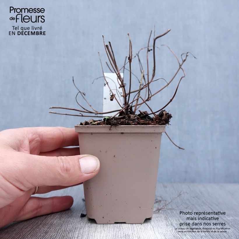 Exemplar von Boehmeria tricuspis - Chinagras Kleine Töpfe von 8/9 cm wie im Winter geliefert