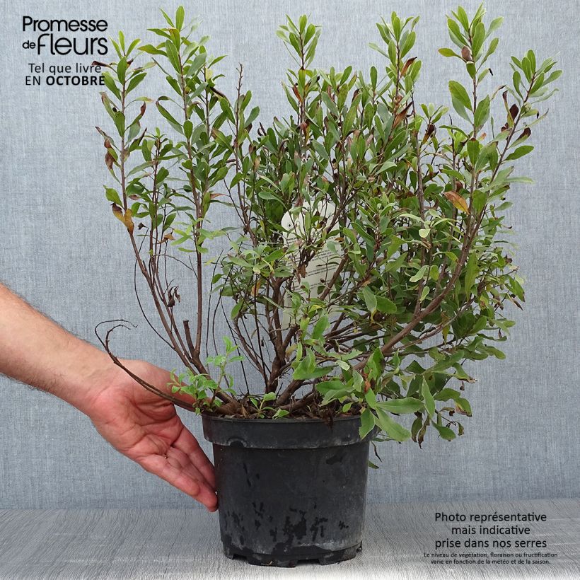 Exemplar von Myrica gale - Gagelstrauch Topf mit 2L/3L wie im Herbst geliefert