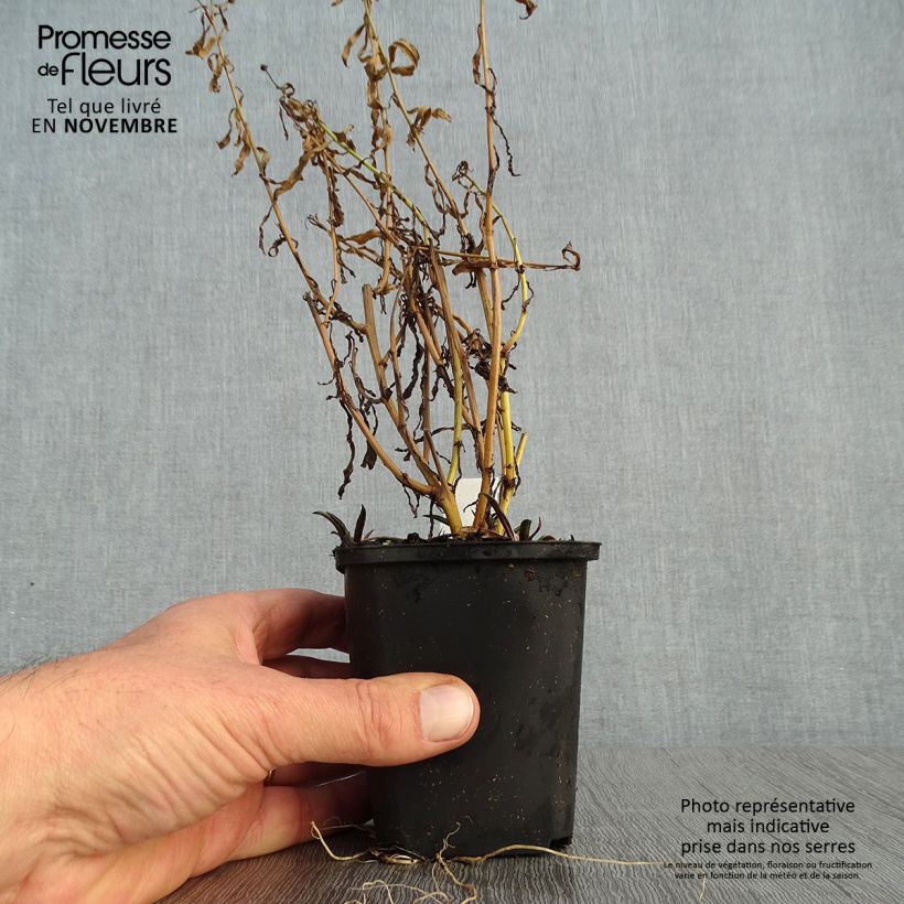 Exemplar von Boltonia asteroides Snowbank - Scheinaster Kleine Töpfe von 8/9 cm wie im Herbst geliefert