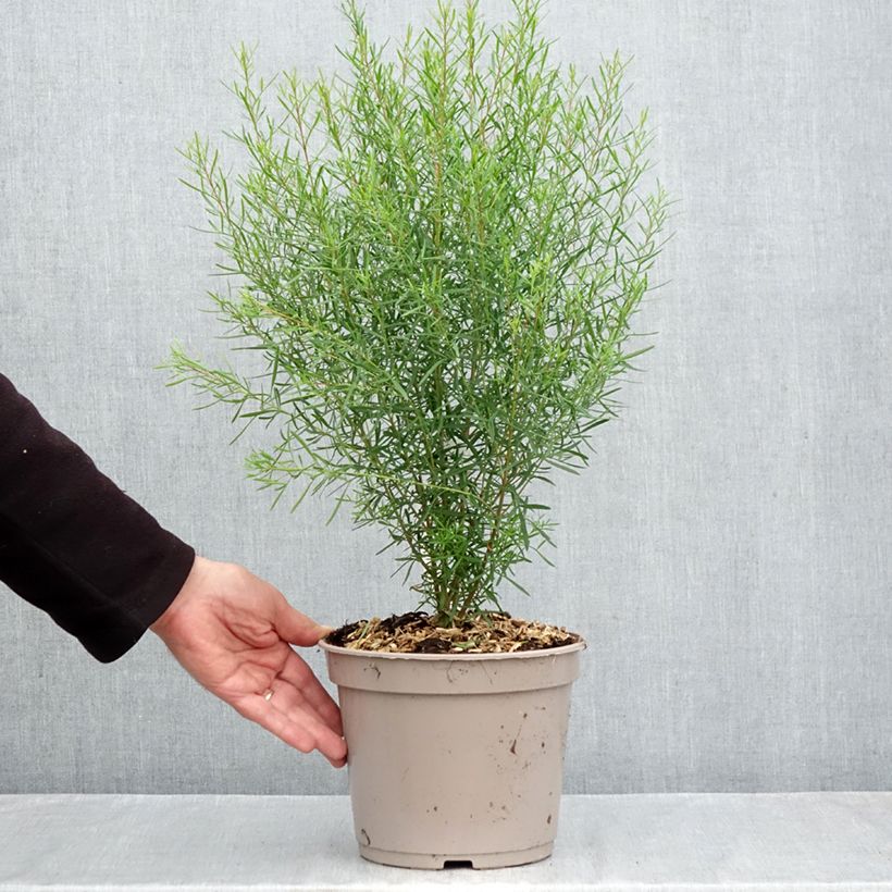 Exemplar von Boronia heterophylla Topf mit 3L/4L wie im Herbst geliefert