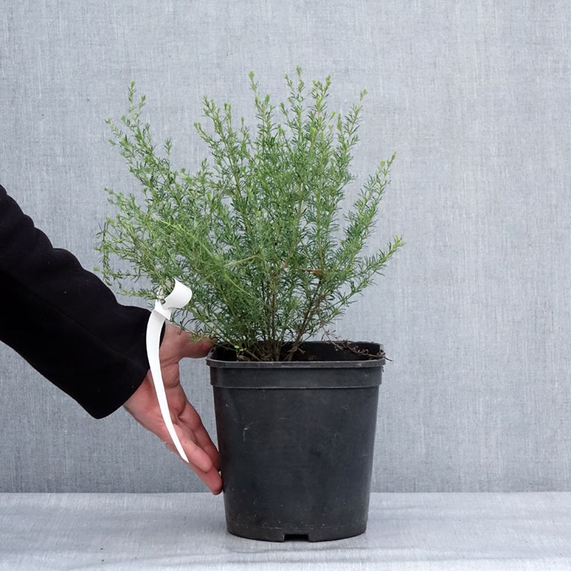 Exemplar von Boronia pilosa Rose Blossom Topf mit 4L/5L wie im Winter geliefert