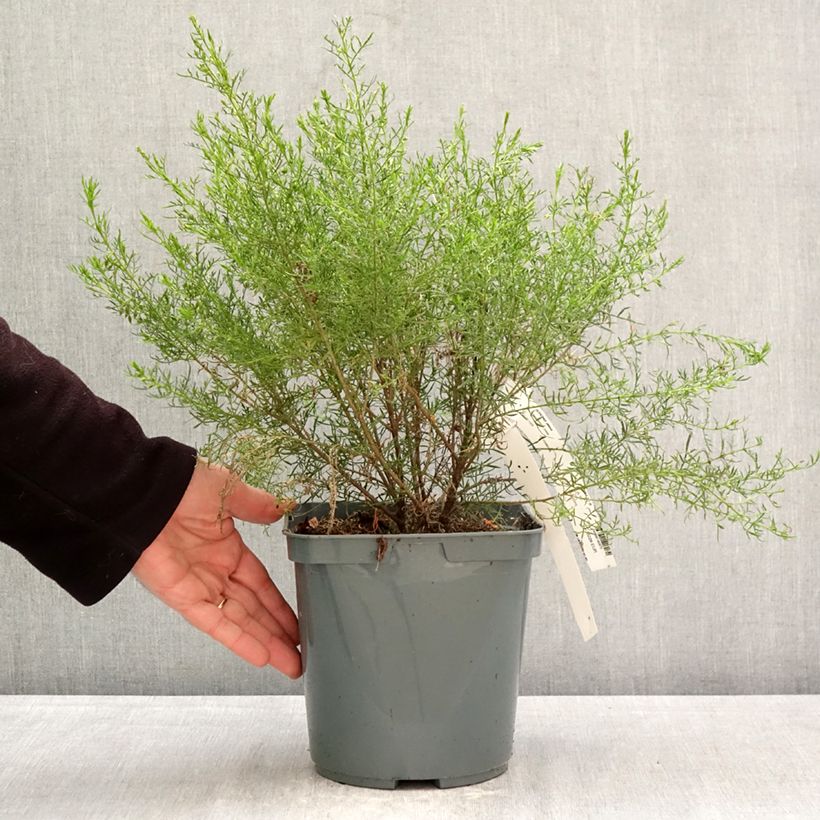 Exemplar von Boronia pilosa Rose Blossom Topf mit 4L/5L wie im Frühjahr geliefert