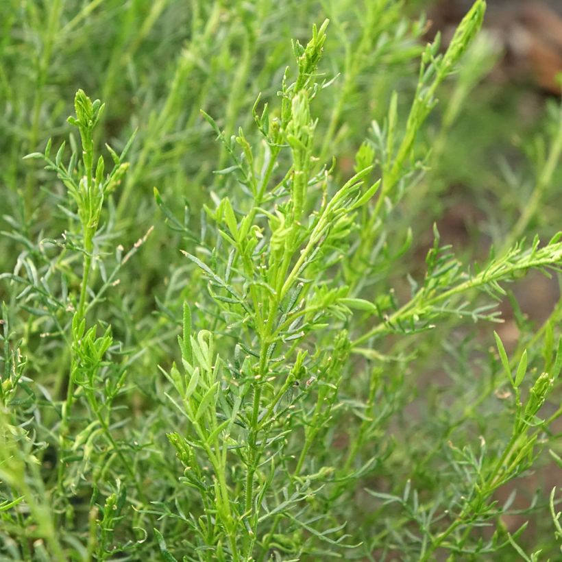 Boronia pilosa Rose Blossom (Laub)