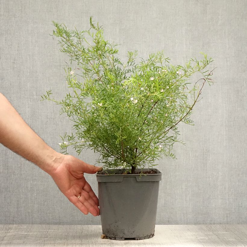 Exemplar von Boronia pinnata var. muelleri Topf mit 4L/5L wie im Sommer geliefert