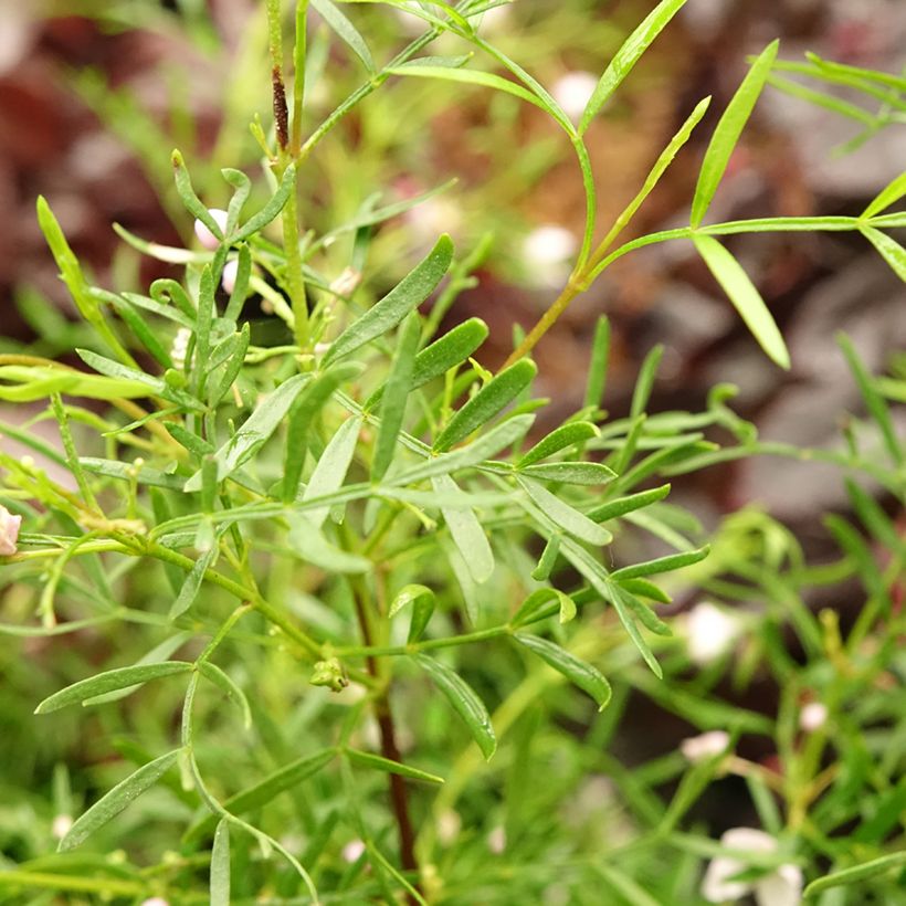 Boronia pinnata var. muelleri (Laub)