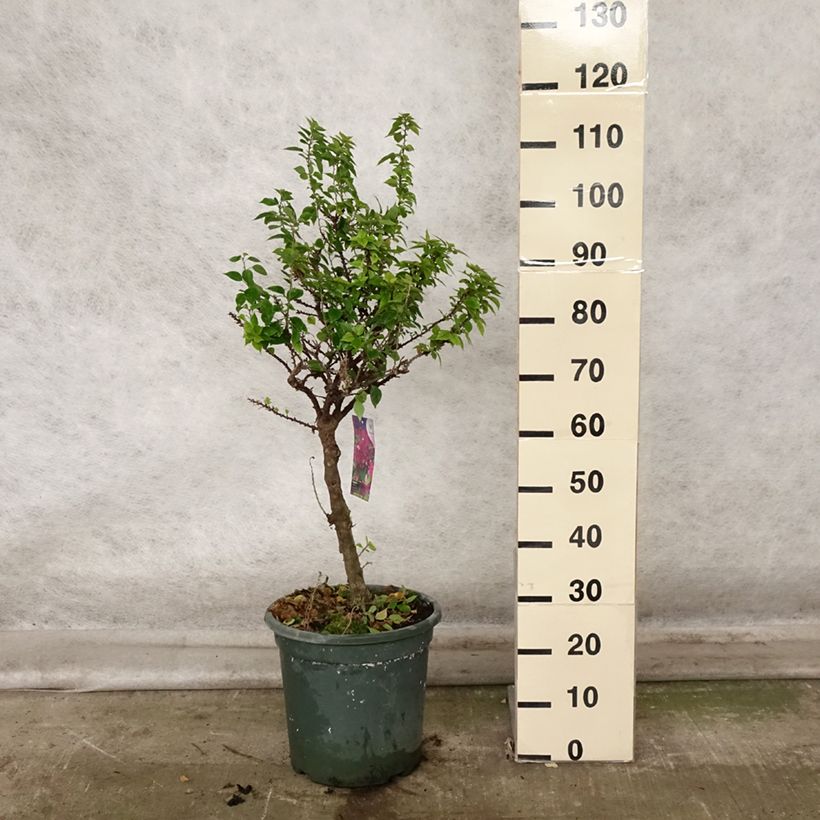 Exemplar von Bougainvillea Mini Thaï - Drillingsblume Topf mit 12L/15L wie im Herbst geliefert