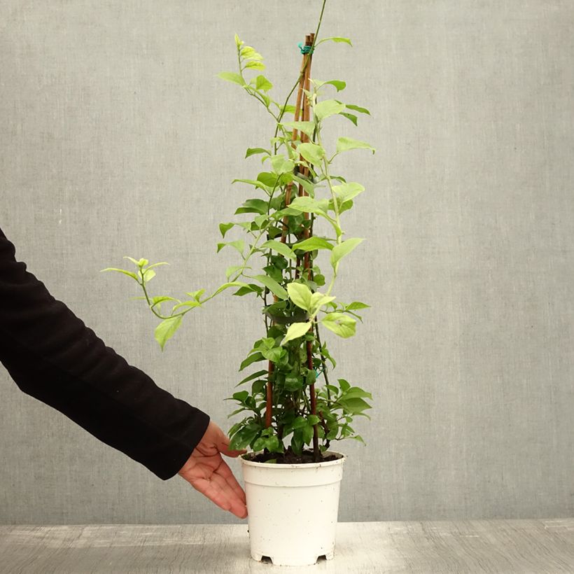 Exemplar von Bougainvillea spectabilis White - Drillingsblume Topf mit 2L/3L wie im Herbst geliefert