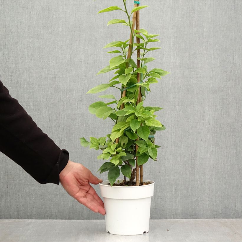 Exemplar von Bougainvillea spectabilis Pink-White - Drillingsblume Topf mit 2L/3L wie im Herbst geliefert