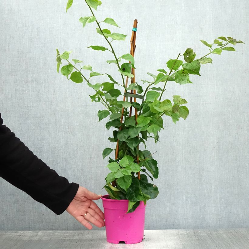 Exemplar von Bougainvillea spectabilis Pourpre violacé - Drillingsblume Topf mit 2L/3L wie im Herbst geliefert