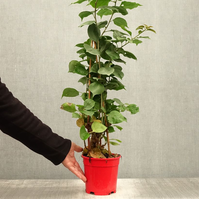 Exemplar von Bougainvillea spectabilis Dark Red - Drillingsblume Topf mit 2L/3L wie im Herbst geliefert