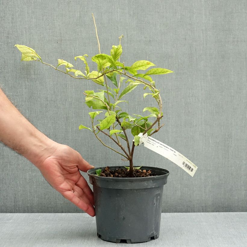 Exemplar von Bougainvillea Violet de mèze - Drillingsblume Topf mit 3L/4L wie im Herbst geliefert