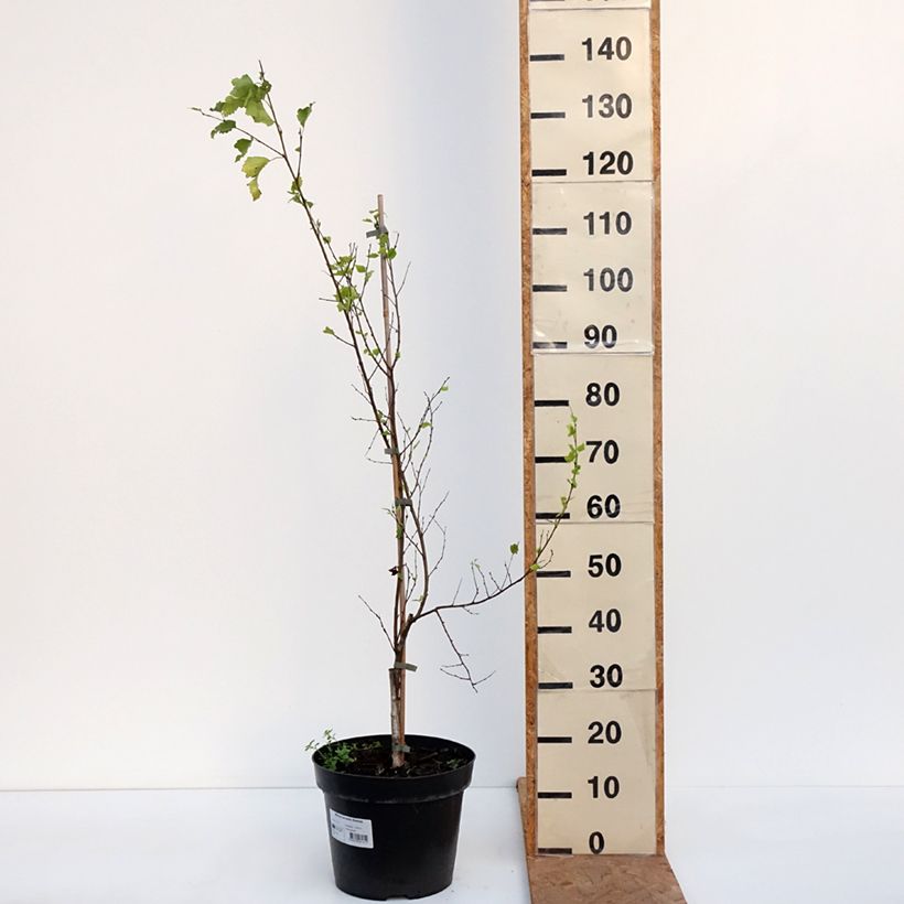 Exemplar von Betula pendula Obelisk - Hänge-Birke Topf mit 7,5L/10L wie im Herbst geliefert