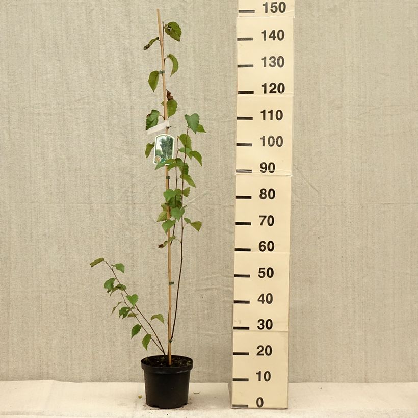 Exemplar von Betula albosinensis Fascination - Rote China-Birke Topf mit 2L/3L wie im Herbst geliefert