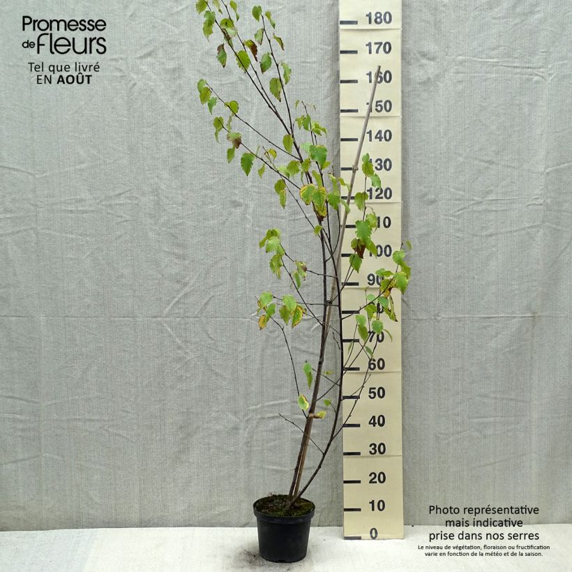 Exemplar von Betula albosinensis Fascination - Rote China-Birke Topf mit 2L/3L wie im Sommer geliefert