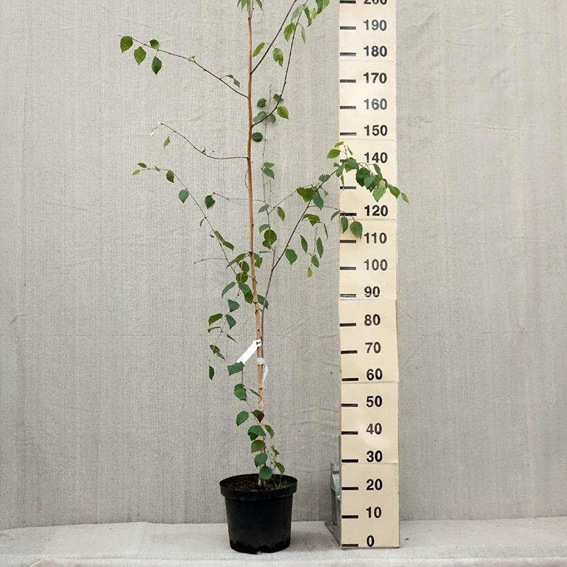 Exemplar von Betula utilis var. jacquemontii - Himalaya-Birke Topf mit 4L/5L wie im Sommer geliefert
