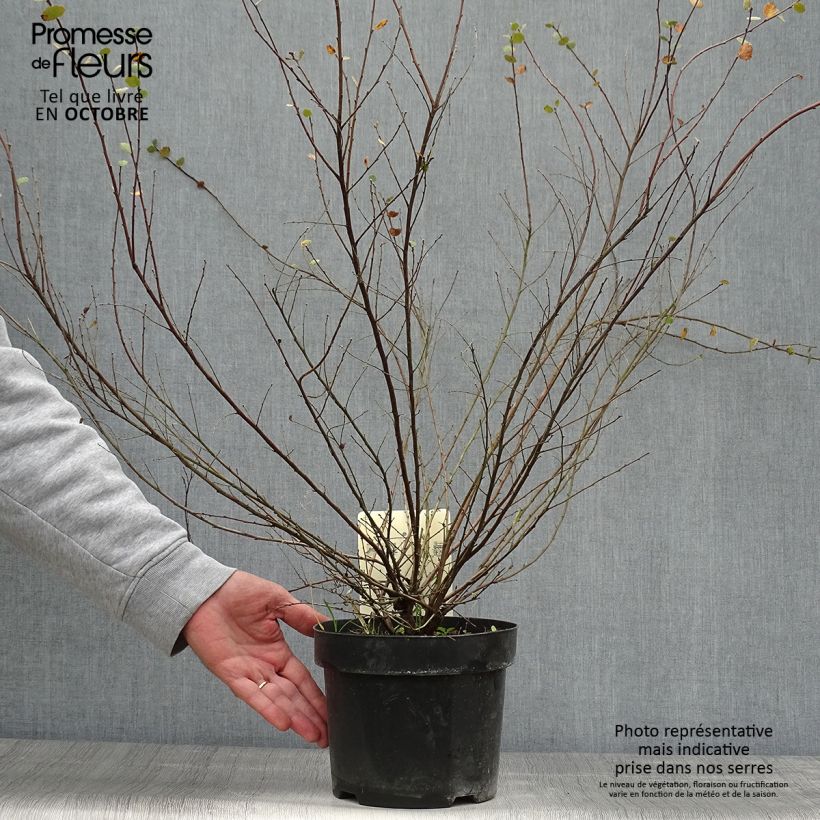 Exemplar von Betula nana - Zwerg-Birke Topf mit 2L/3L wie im Herbst geliefert