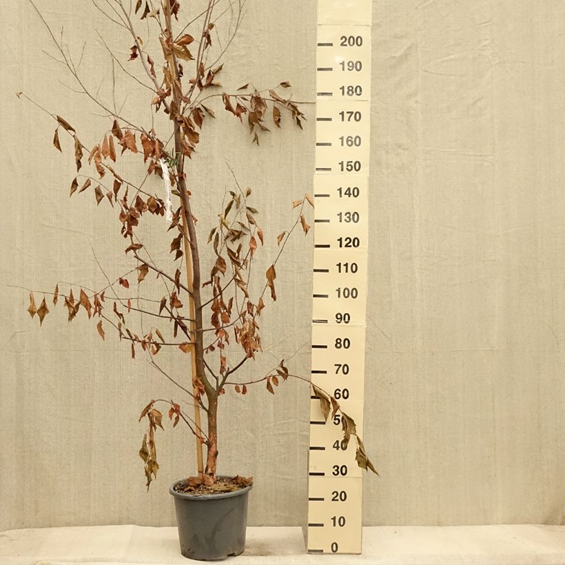 Exemplar von Betula nigra Heritage - Schwarz-Birke Topf mit 12L/15L wie im Herbst geliefert