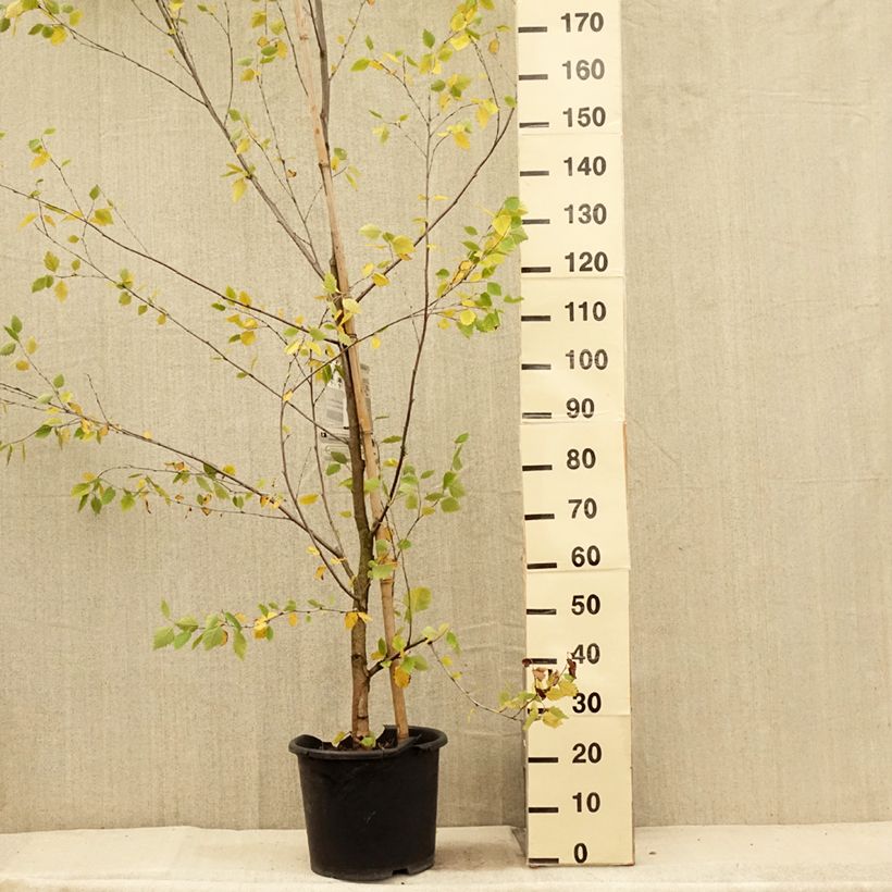 Exemplar von Betula nigra Heritage - Schwarz-Birke Topf mit 12L/15L wie im Sommer geliefert