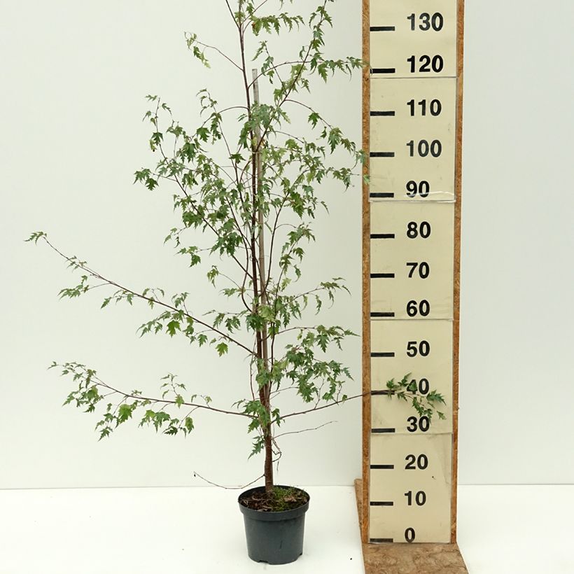 Exemplar von Betula pendula Crispa - Hänge-Birke Topf mit 2L/3L wie im Sommer geliefert