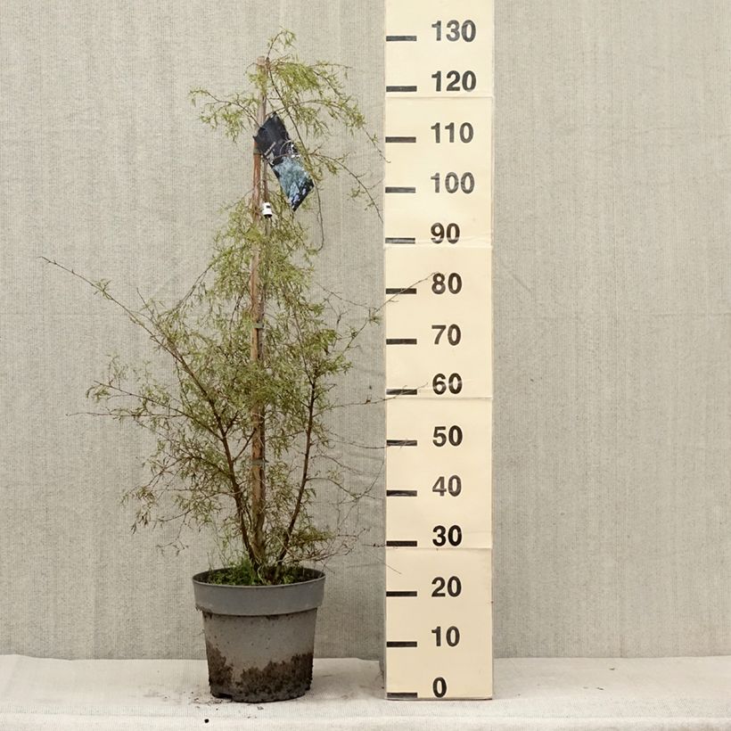 Exemplar von Betula pendula Karaca - Hänge-Birke Topf mit 7,5L/10L wie im Sommer geliefert