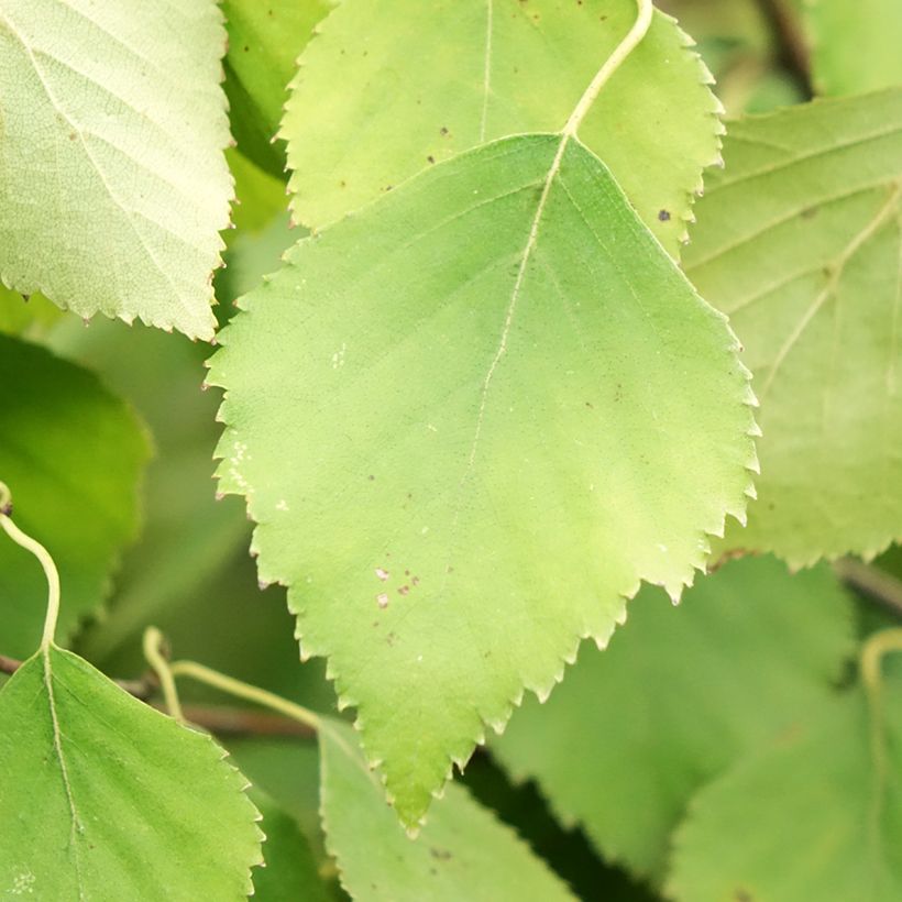 Betula pendula Spider Alley - Hänge-Birke (Laub)