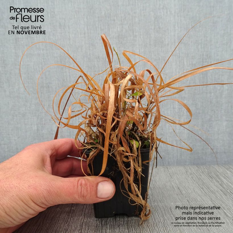 Exemplar von Bouteloua curtipendula - Hohes Haarschotengras Kleine Töpfe von 8/9 cm wie im Herbst geliefert