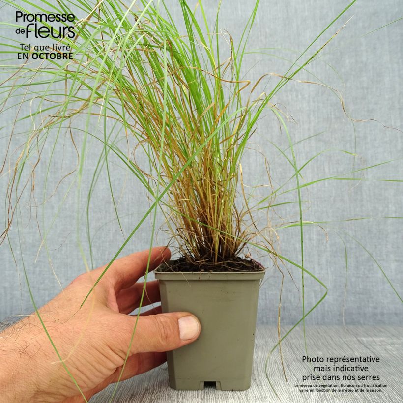 Exemplar von Bouteloua gracilis - Moskitogras Kleine Töpfe von 8/9 cm wie im Herbst geliefert