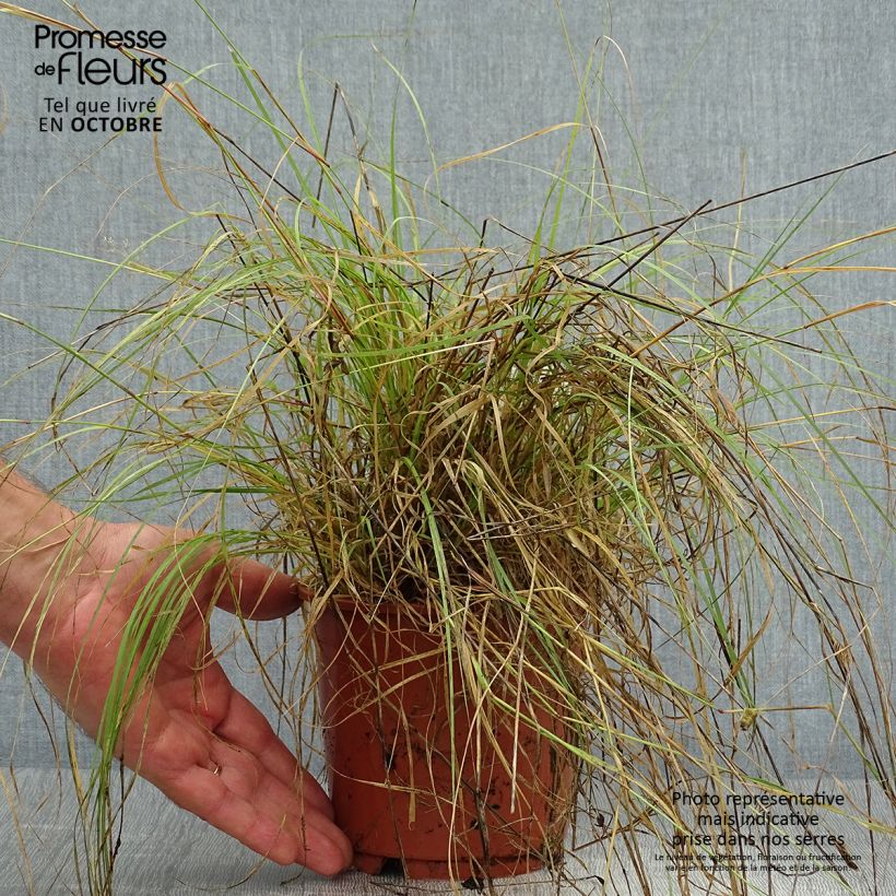 Exemplar von Bouteloua gracilis - Moskitogras Topf mit 1,5L/2L wie im Herbst geliefert